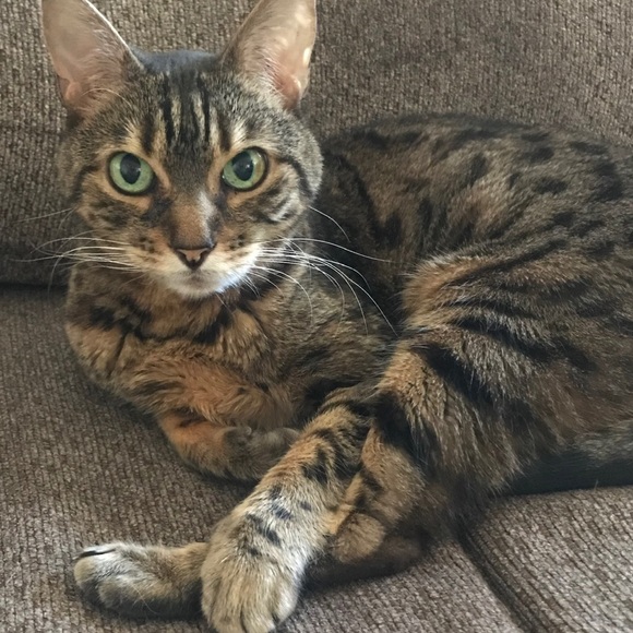 5 STAR POSH AMBASSADOR ⭐️⭐️⭐️⭐️⭐️ - Picture 9 of 9